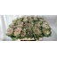 product/img.floraplaza.nl/LBRACRAK7-LIVE_fotos-0xB6AE58F88B73B04F1C31F874970AC648325AD329.jpg
