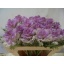 product/img.floraplaza.nl/LBRACRAK7-LIVE_fotos-0xFE4D4694BCEFF07B4EB5130254CD9838D196BA93.jpg