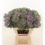product/img.floraplaza.nl/LBRACRAQ6-LIVE_fotos-0x1E96D299F146C33096F28DF0CBF9A4D70BAD6F3F.jpg
