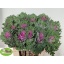 product/img.floraplaza.nl/LBRACRAQ6-LIVE_fotos-0xC07FBA8B12AEFBDFF90F7B64123AEE3370E7FB99.jpg