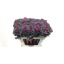 product/img.floraplaza.nl/LBRAELE6-LIVE_fotos-0x891D620C7911F08E93D6B103E2C85B194CFD4F90.jpg