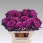 product/img.floraplaza.nl/LBRAELE6-LIVE_fotos-0xB1A03116261BD2B35990FB1649626EC55BB92FB5.jpg