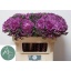 product/img.floraplaza.nl/LBRAFIRL7-LIVE_fotos-0x4B1F9A77DD6ACEE3EA98A5E3173AB45A9D2089E6.jpg