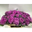 product/img.floraplaza.nl/LBRAFIRL7-LIVE_fotos-0xBB07FE510F845BB8A560F420A87559ECDFB218AE.jpg