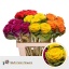 product/img.floraplaza.nl/LBRAVÄR6-LIVE_fotos-0x1C7662FAF9D28454B807EE5D228B7EFF68AE41AE.jpg