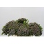 product/img.floraplaza.nl/LBRUALB4-LIVE_fotos-0xA7403B1E82C28BEF2599C7B51A687A643110FB0E.jpg