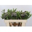 product/img.floraplaza.nl/LBRUALB5-LIVE_fotos-0xEB9F84A1A023ADEA0A715A0D6FAFDD0743F15A1B.jpg
