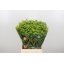 product/img.floraplaza.nl/LBUP5-LIVE_fotos-0x2A38D2B0C3299CAE3E33452B9B6D622FF9E2B514.jpg