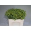 product/img.floraplaza.nl/LBUP5-LIVE_fotos-0xA107F2D5AD31273615A2B2BB2684FE6281C5A5C4.jpg