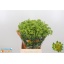 product/img.floraplaza.nl/LBUP5-LIVE_fotos-0xF435FE9ECCCA8089F173D1225CA733B7990A7D2D.jpg