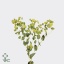 product/img.floraplaza.nl/LBUP6-ART_fotos-VBN-vbn841.jpg