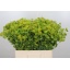 product/img.floraplaza.nl/LBUP6-LIVE_fotos-0xCA3A00FCE9B5D04E6DD7B0CB1F228EE3A7BBA97F.jpg
