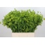product/img.floraplaza.nl/LBUP6-LIVE_fotos-0xE2852E0B870700086DCD3A6A83CC3DC16D9B074A.jpg
