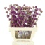 product/img.floraplaza.nl/LCALL6-LIVE_fotos-0x4D8508030FC0717C97A12983CC502F91FBD2C2EB.jpg