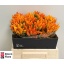 product/img.floraplaza.nl/LCAPORAF4-LIVE_fotos-0x4CCC3A636B6747C21F02A54DEE64C366DC0F457F.jpg