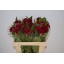 product/img.floraplaza.nl/LCEL55REPV-LIVE_fotos-0x4922D8A2AEB6518EE0535F6DE475717BCF415FEA.jpg