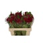 product/img.floraplaza.nl/LCEL55REPV-LIVE_fotos-0x680ED2D81C39813F7470495A40778040729C3DA7.jpg