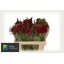 product/img.floraplaza.nl/LCEL55REPV-LIVE_fotos-0x9BF9C3582BE3F3672E79D1048DCACBA2BE463D4D.jpg