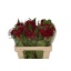 product/img.floraplaza.nl/LCEL55REPV-LIVE_fotos-0xFAFF294A1C87665231B186BA4221E79C9D459187.jpg