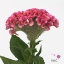 product/img.floraplaza.nl/LCELACRI7-ART_Fotos-VBN-vbn103250.jpg