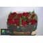 product/img.floraplaza.nl/LCELACTD7-LIVE_fotos-0xA22265D26DBF1348C0876E840340518AC00DAA89.jpg