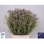 product/img.floraplaza.nl/LCEN5-LIVE_fotos-0x199D0AE1B4315DB269F67142E9CEE1D99CC47FE1.jpg