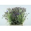 product/img.floraplaza.nl/LCEN5-LIVE_fotos-0xAE678C09D28A454302E0BD418D7C2536137D020E.jpg