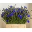 product/img.floraplaza.nl/LCEN6-LIVE_fotos-0xFFDAC1D0557EFBB1961B83B2D518471652ABF177.jpg