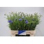 product/img.floraplaza.nl/LCEN7-LIVE_fotos-0x0E7864FA58914D7618A85B790F3F84FC7E3952B6.jpg
