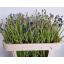 product/img.floraplaza.nl/LCEN7-LIVE_fotos-0x739209995669D3119E9628F1C0E86FAE9ECCEAB5.jpg