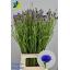 product/img.floraplaza.nl/LCEN7-LIVE_fotos-0x9F55EE5BE214E246E7343FEA1401172A73258DBD.jpg