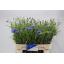 product/img.floraplaza.nl/LCEN7-LIVE_fotos-0xE2E91AE57A59D4CCE27DAA89A95412697CA6EBBC.jpg