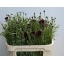 product/img.floraplaza.nl/LCEN7BLAB-LIVE_fotos-0x5507764BFBC8EFD6AC8E523DE766183DCCD935BA.jpg