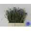 product/img.floraplaza.nl/LCENR45-LIVE_fotos-0xC08EA3A5586C7CC7BA0C2952B5079200BE639CC9.jpg