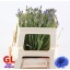 product/img.floraplaza.nl/LCENR45-LIVE_fotos-0xC54FBA91293C8E7603684D4C15BD0480CBB6EFA6.jpg