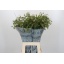 product/img.floraplaza.nl/LCHAS6-LIVE_fotos-0x1C74F46CFA86F1E251F456B4A9C9E1BA9F53D112.jpg