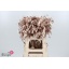 product/img.floraplaza.nl/LCHAVÄRCHA-LIVE_fotos-0xB1FC7CD944E22A4F1F6893D35C8115224C1E48C1.jpg