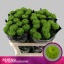 product/img.floraplaza.nl/LCHRALE-LIVE_fotos-0xB9AD49224A24F5DDC36001D19219EE0D9AEA38FD.jpg