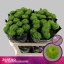 product/img.floraplaza.nl/LCHRALE-LIVE_fotos-0xBCEDA2EE26AFDB230DB40B38E6B76ED37860B6B8.jpg