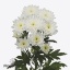 product/img.floraplaza.nl/LCHRALT-ART_Fotos-VBN-vbn120643.jpg