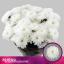product/img.floraplaza.nl/LCHRALT-LIVE_fotos-0xF2AE433C0E6C71B7FF14EC5128359322C6C64204.jpg