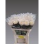 product/img.floraplaza.nl/LCHRAVI-LIVE_fotos-0x0146F145FF8FAFA3FC8CD8005A73153EEED74487.jpg