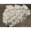 product/img.floraplaza.nl/LCHRB-ASSORTI_fotos-MVA-chrys sp baltica white Papaianni.jpg
