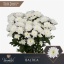 product/img.floraplaza.nl/LCHRB-LIVE_fotos-0x051003E15DED906D7E6EB6B1F4460E83EECEBE44.jpg