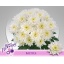 product/img.floraplaza.nl/LCHRB-LIVE_fotos-0x0F5BE91E2FFFB37F17679252B6A5F9DEBF98F80B.jpg