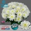 product/img.floraplaza.nl/LCHRB-LIVE_fotos-0x16BB4F31D6DC1185CF6D094684E115273E77A232.jpg