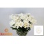 product/img.floraplaza.nl/LCHRB-LIVE_fotos-0x4F5DE3A1F344F08BF9017CBC62DA1E2E25EA6F93.jpg