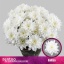 product/img.floraplaza.nl/LCHRB-LIVE_fotos-0x62010AFCA85657CD08031914021FE97772803F55.jpg
