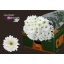 product/img.floraplaza.nl/LCHRB-LIVE_fotos-0x856C8C0BBAF784CE5D9937FF1FA62C25C15FE539.jpg