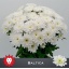 product/img.floraplaza.nl/LCHRB-LIVE_fotos-0x8FCDB3FBD21EA001BC78C2F05A688DEB8DD73544.jpg